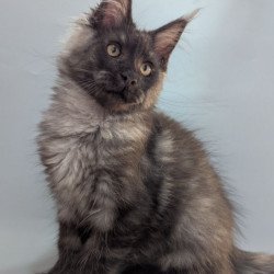 Maine Coon EZ Grey