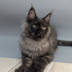 Maine Coon EZ Grey