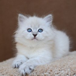 Siberian EZ Dina