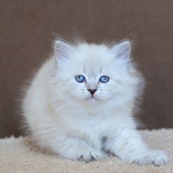Siberian EZ Dina
