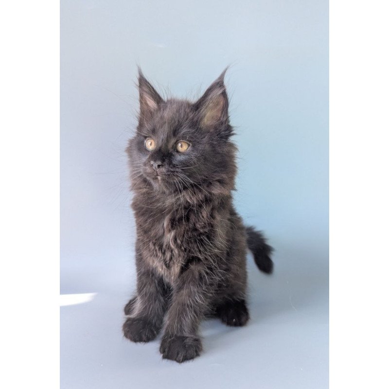 Maine Coon EZ Hamster