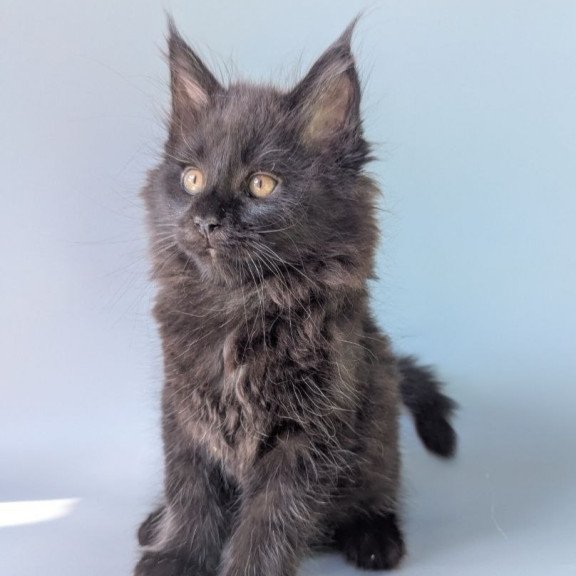 Maine Coon EZ Hamster