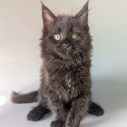 Maine Coon EZ Hamster