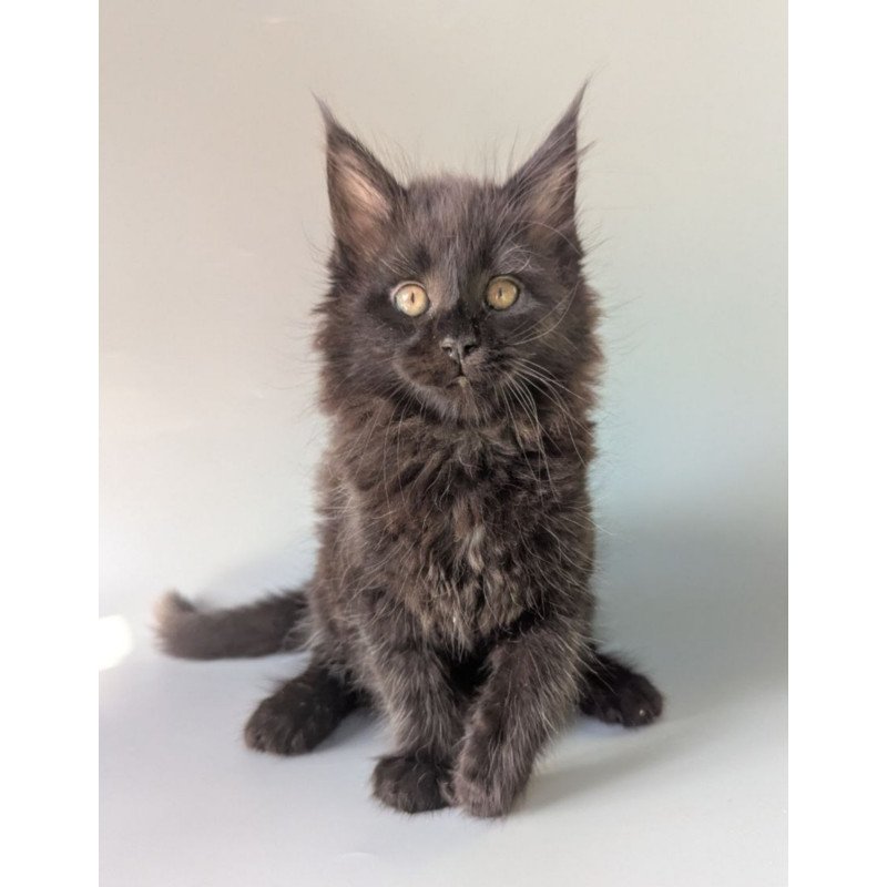 Maine Coon EZ Hamster
