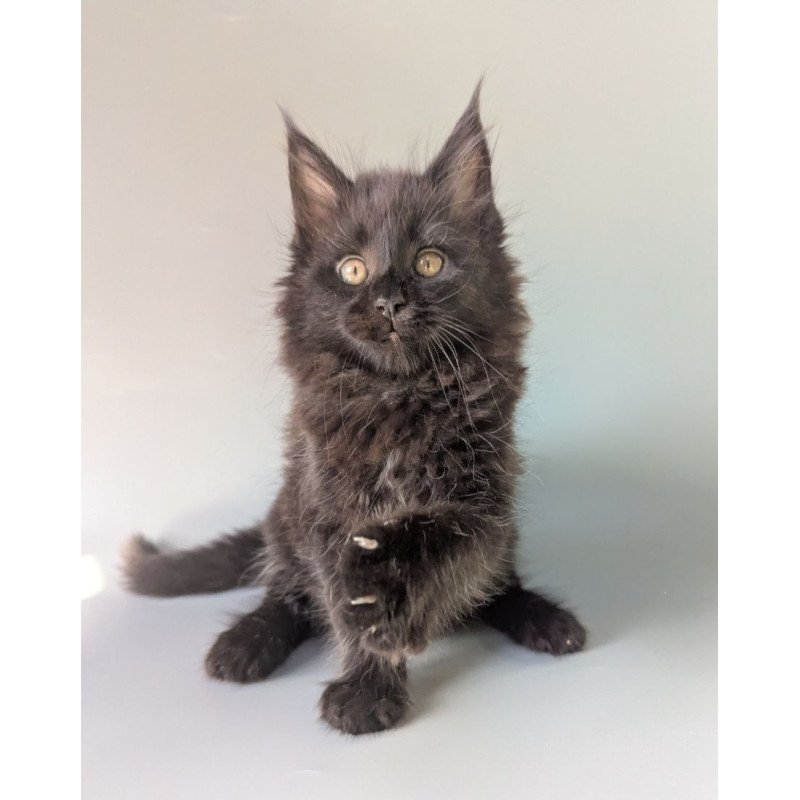 Maine Coon EZ Hamster