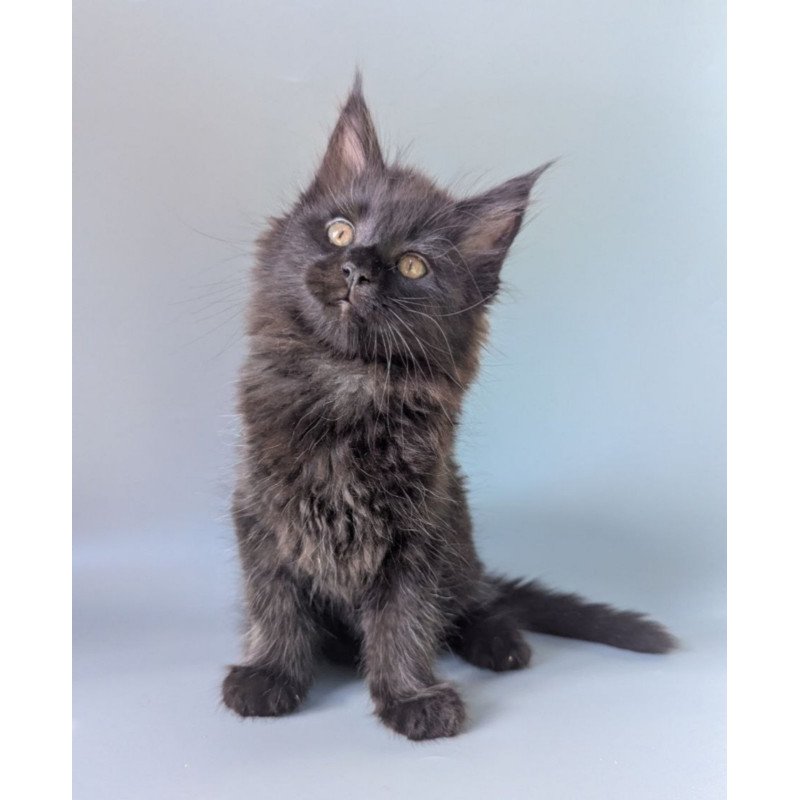 Maine Coon EZ Hamster