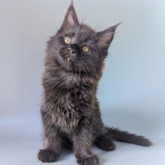Maine Coon EZ Hamster