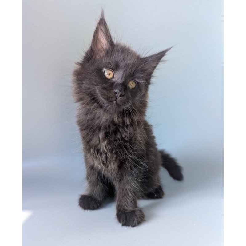 Maine Coon EZ Hamster
