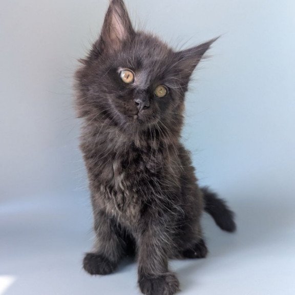 Maine Coon EZ Hamster
