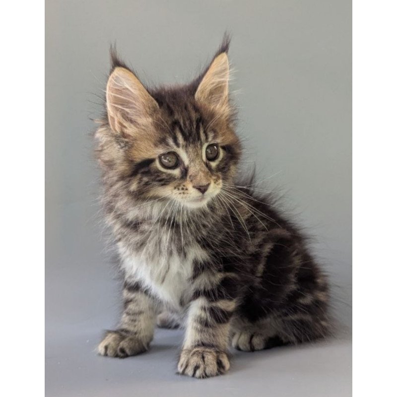 Maine Coon EZ Harold
