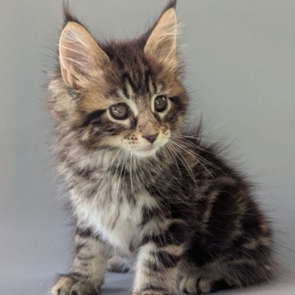 Maine Coon EZ Harold
