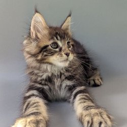 Maine Coon EZ Harold