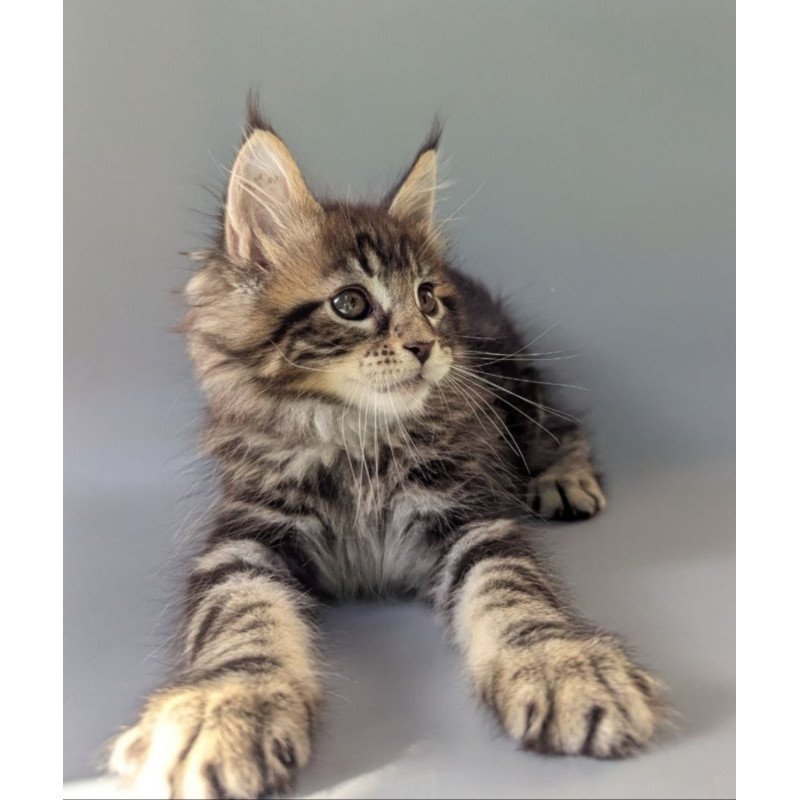 Maine Coon EZ Harold