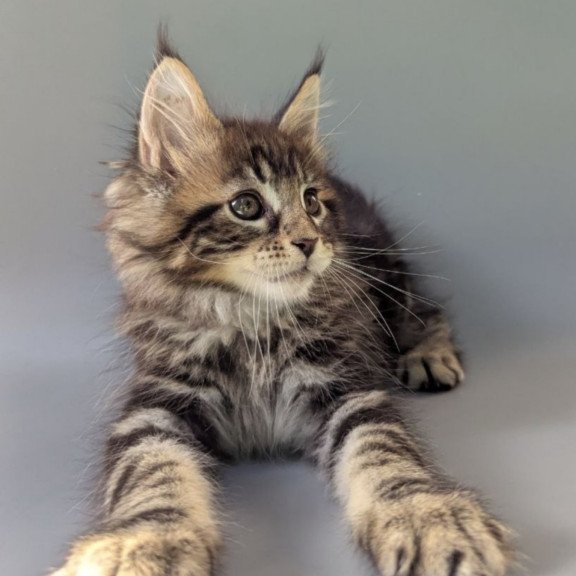 Maine Coon EZ Harold