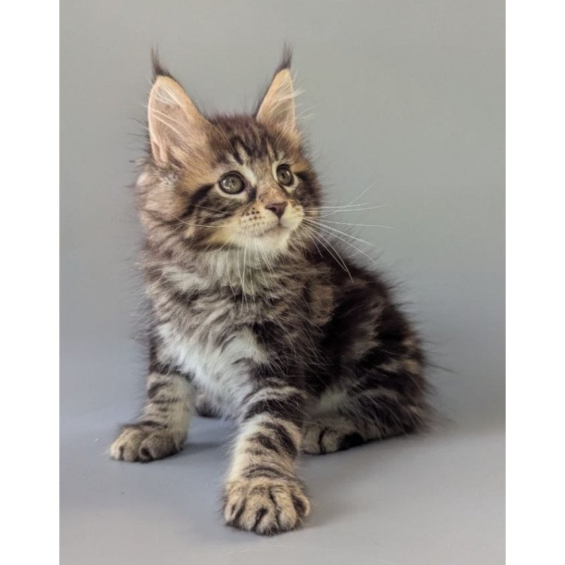 Maine Coon EZ Harold