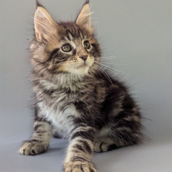 Maine Coon EZ Harold