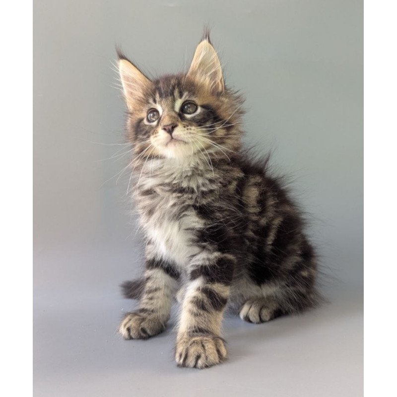 Maine Coon EZ Harold