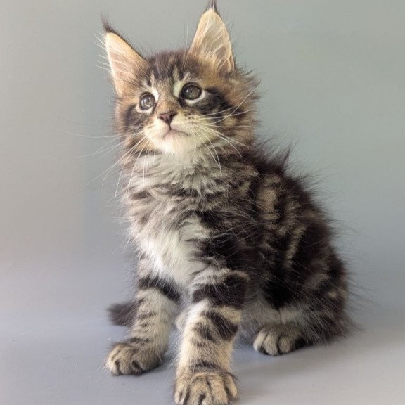 Maine Coon EZ Harold