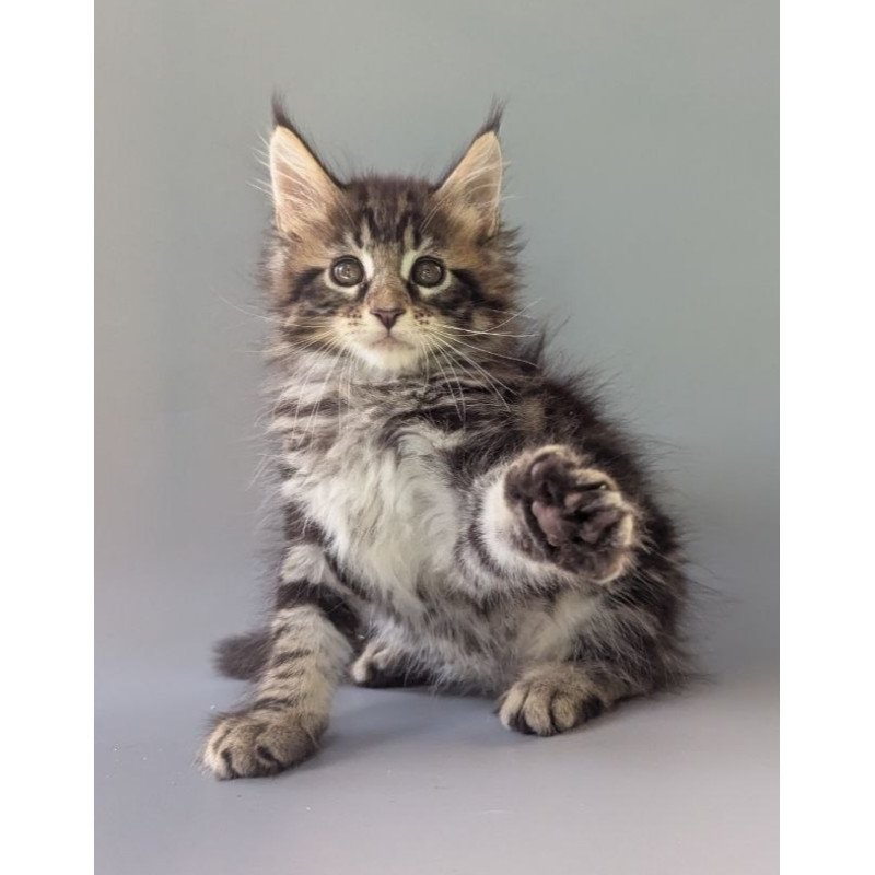 Maine Coon EZ Harold