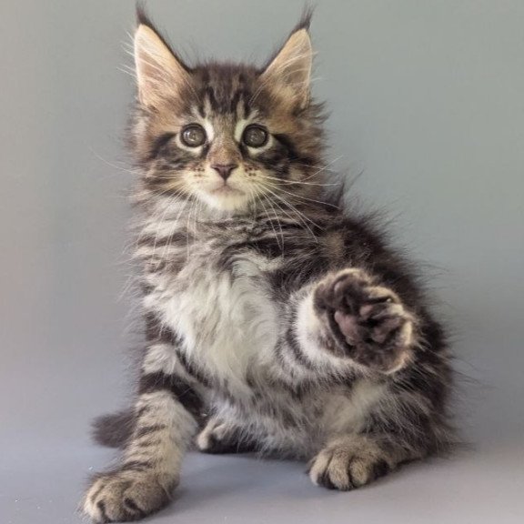 Maine Coon EZ Harold