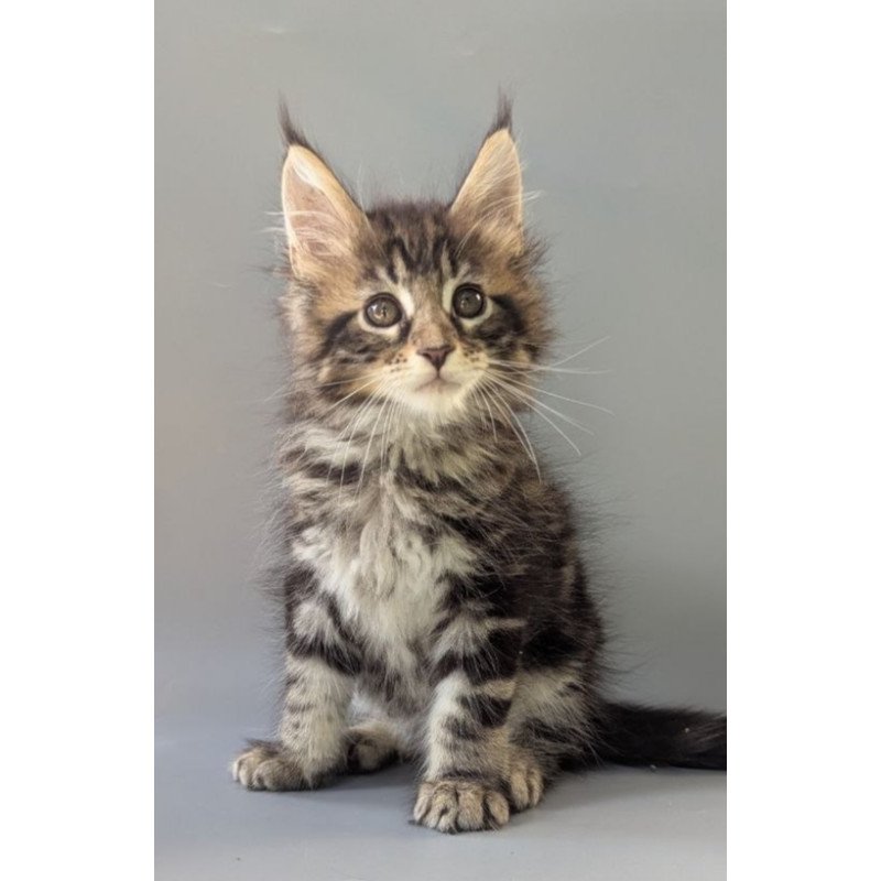 Maine Coon EZ Harold