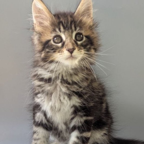 Maine Coon EZ Harold