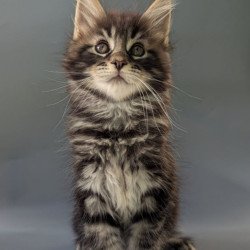 Maine Coon EZ Happy