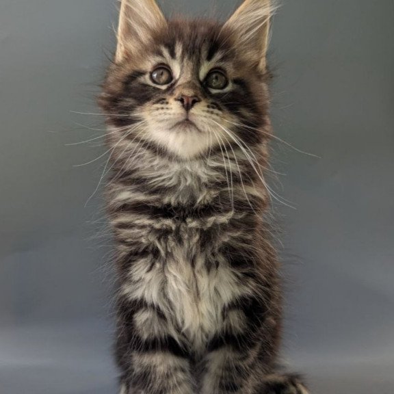 Maine Coon EZ Happy