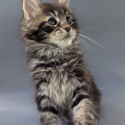 Maine Coon EZ Happy