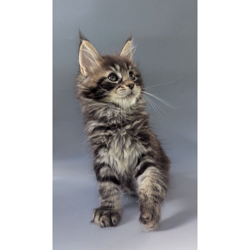 Maine Coon EZ Happy