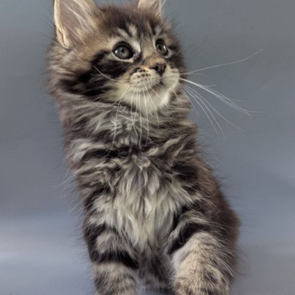Maine Coon EZ Happy