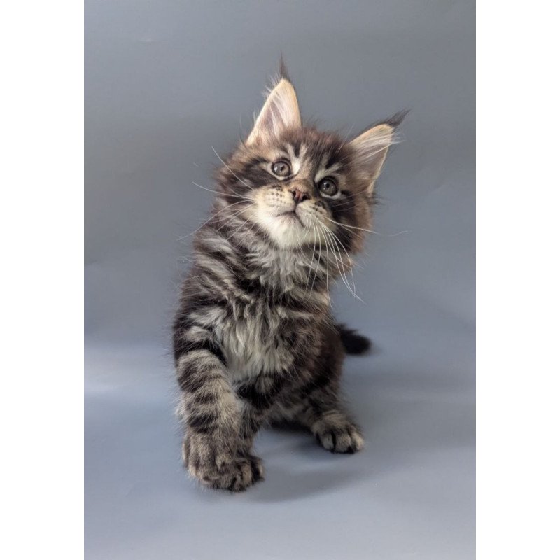 Maine Coon EZ Happy