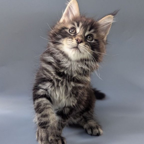 Maine Coon EZ Happy