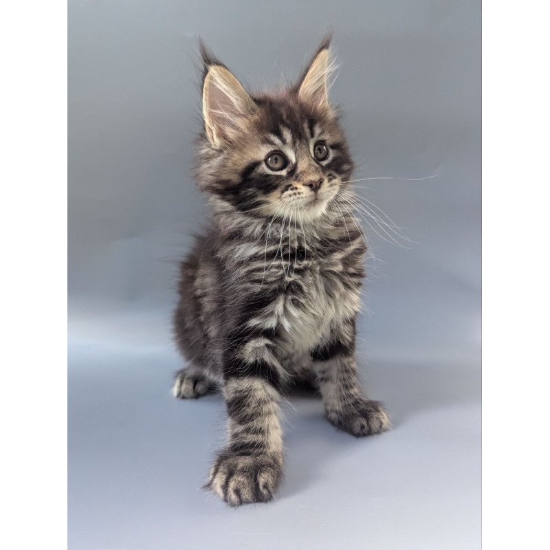 Maine Coon EZ Happy