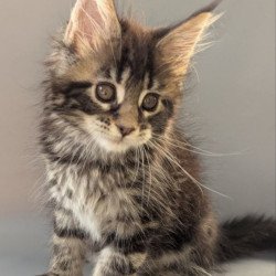 Maine Coon EZ Hanny