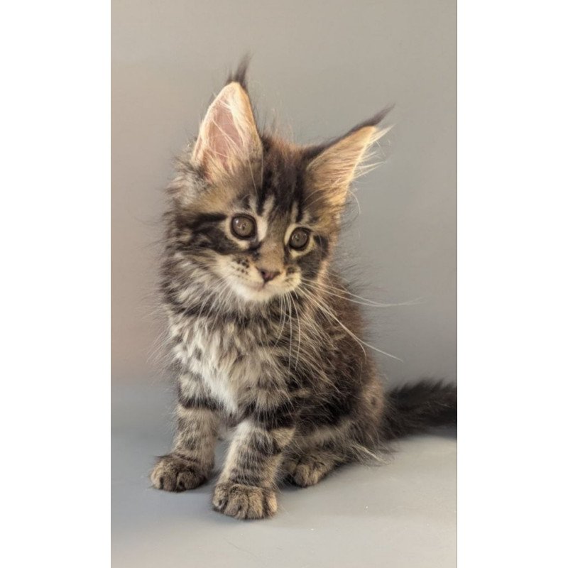 Maine Coon EZ Hanny