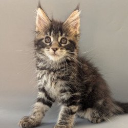 Maine Coon EZ Hanny