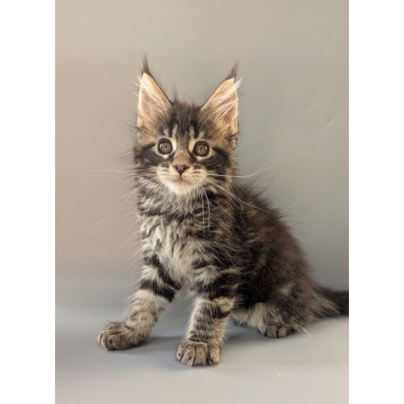 Maine Coon EZ Hanny