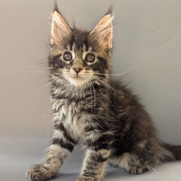 Maine Coon EZ Hanny