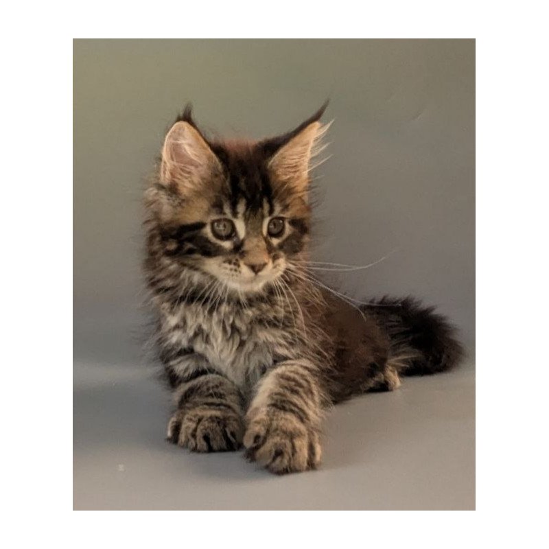 Maine Coon EZ Hanny