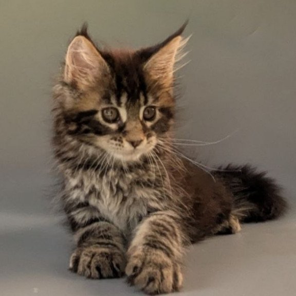 Maine Coon EZ Hanny