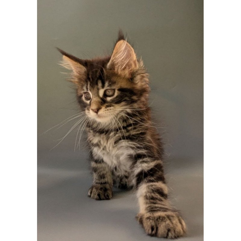 Maine Coon EZ Hanny