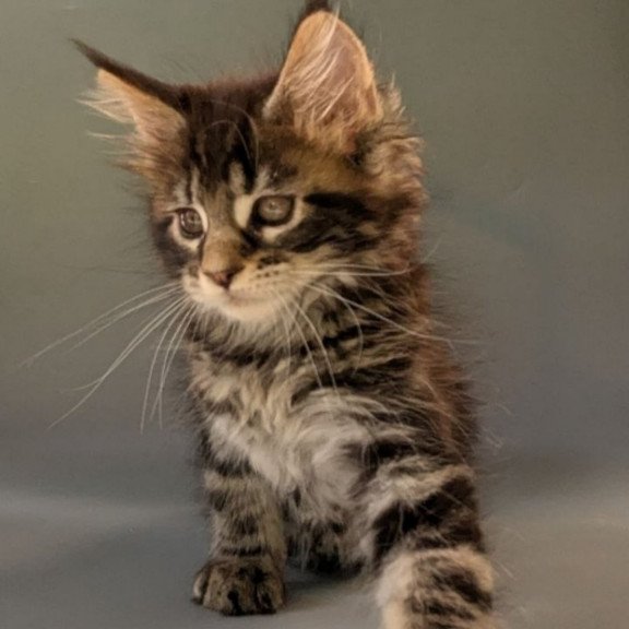Maine Coon EZ Hanny