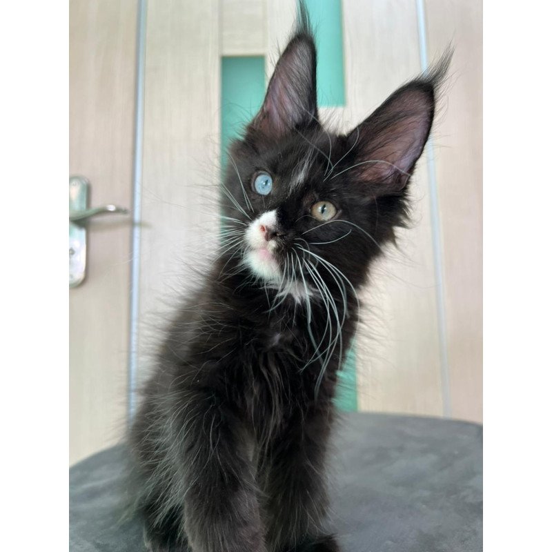 Maine Coon EZ Nolan