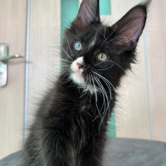Maine Coon EZ Nolan