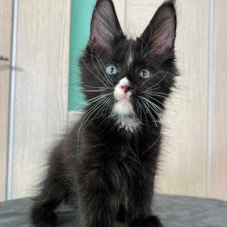 Maine Coon EZ Nolan