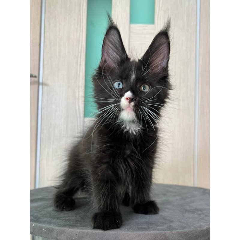 Maine Coon EZ Nolan