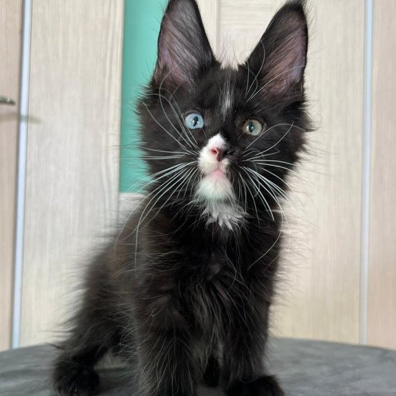 Maine Coon EZ Nolan