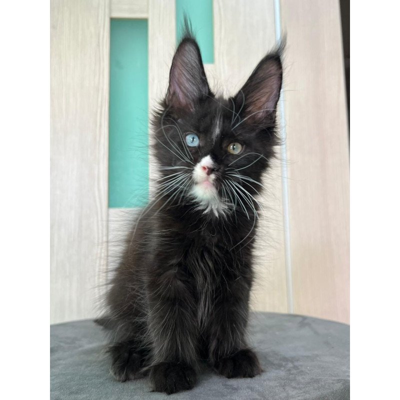 Maine Coon EZ Nolan