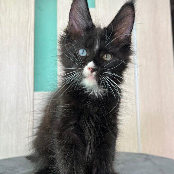 Maine Coon EZ Nolan